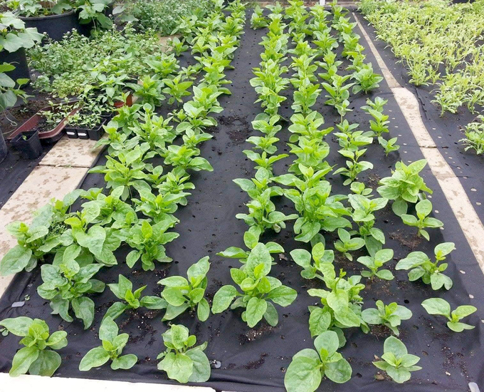 Gia đình Việt làm "vườn - ao - chuồng " tại Đức gia dinh viet lam vuon ao chuong tai duc