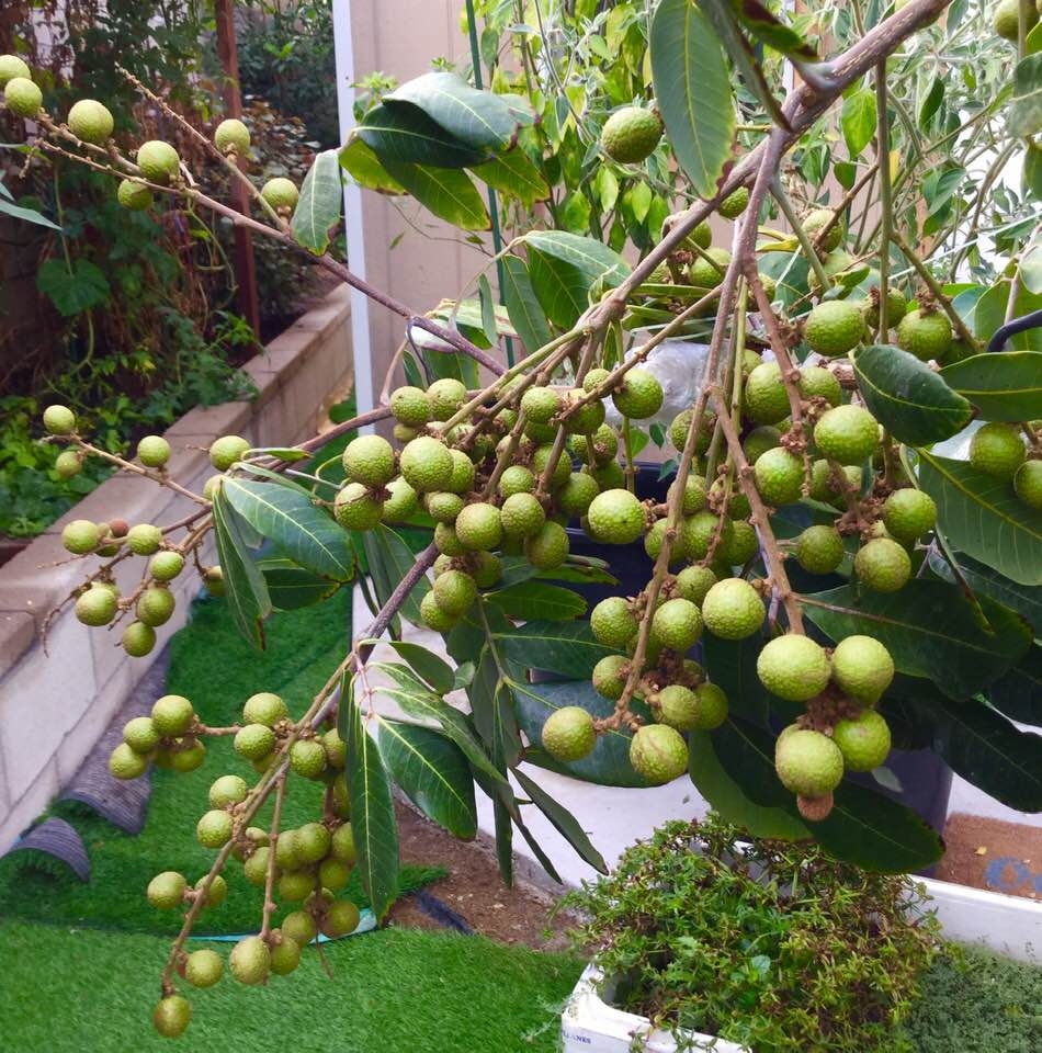 Vợ chồng ca sĩ Hương Lan tự trồng rau Việt trong căn nhà 1.000 m2 ở Mỹ vo chong ca si huong lan tu trong rau viet trong can nha 1000 m2 o my