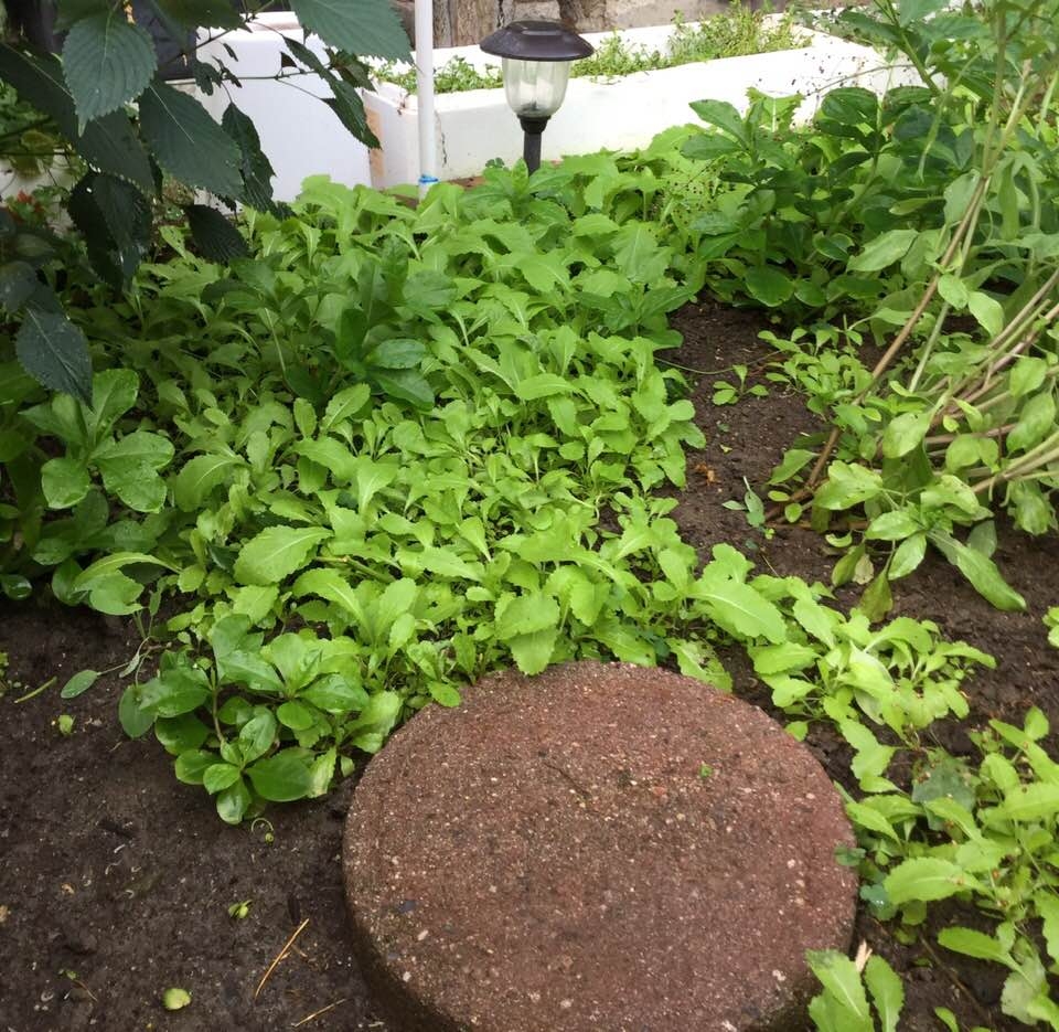 Vợ chồng ca sĩ Hương Lan tự trồng rau Việt trong căn nhà 1.000 m2 ở Mỹ vo chong ca si huong lan tu trong rau viet trong can nha 1000 m2 o my