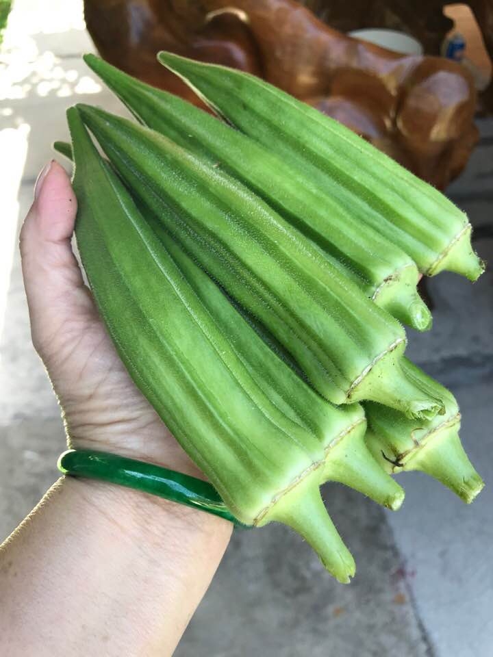 Vợ chồng ca sĩ Hương Lan tự trồng rau Việt trong căn nhà 1.000 m2 ở Mỹ vo chong ca si huong lan tu trong rau viet trong can nha 1000 m2 o my