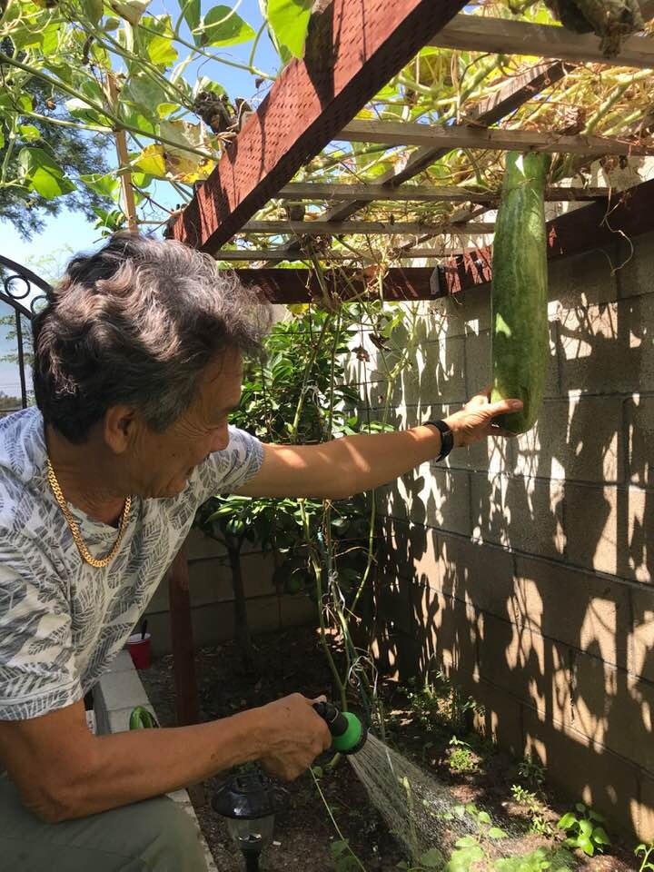 Vợ chồng ca sĩ Hương Lan tự trồng rau Việt trong căn nhà 1.000 m2 ở Mỹ vo chong ca si huong lan tu trong rau viet trong can nha 1000 m2 o my
