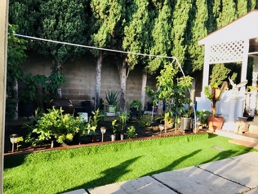 Vợ chồng ca sĩ Hương Lan tự trồng rau Việt trong căn nhà 1.000 m2 ở Mỹ vo chong ca si huong lan tu trong rau viet trong can nha 1000 m2 o my