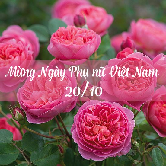 Lời chúc 20/10 hay, ý nghĩa nhất cho ngày Phụ nữ Việt Nam loi chuc 2010 hay y nghia nhat cho ngay phu nu viet nam