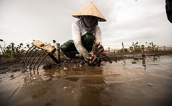 Nghề "vớt vàng trắng" trên biển thu nhập cao hơn đánh bắt cá nghe vot vang trang tren bien thu nhap cao hon danh bat ca