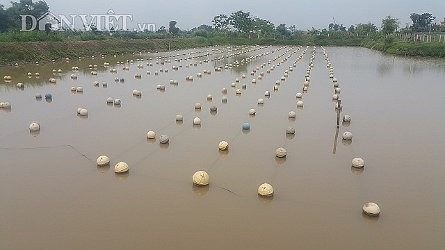 Ninh Bình: "Ném" 4 tỷ xuống ao, bắt trai nhả ngọc, 9X thu tiền tỷ ninh binh nem 4 ty xuong ao bat trai nha ngoc 9x thu tien ty