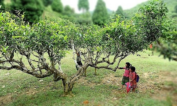 Đến Yên Bái mua đá quý, uống chè Tuyết Shan, ngắm "Hạ Long trên núi" den yen bai mua da quy uong che tuyet shan xem mua xoe thai