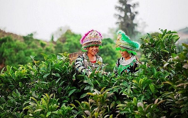 Đến Yên Bái mua đá quý, uống chè Tuyết Shan, ngắm "Hạ Long trên núi" den yen bai mua da quy uong che tuyet shan xem mua xoe thai