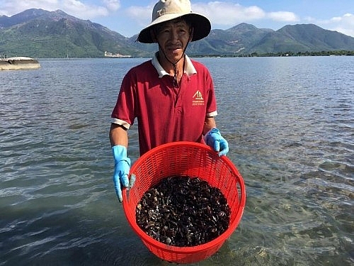 Khánh Hòa: Rủ nhau đi "săn" các con này đem bán kiếm 1 triệu/ngày khanh hoa ru nhau di san cac con nay dem ban kiem 1 trieungay