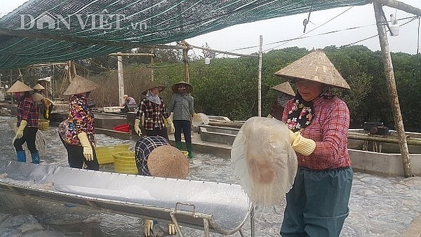 Nam Định: Săn vàng trắng nổi lập ven bờ biển, kiếm chục triệu/ngày nam dinh san vang trang noi lap ven bo bien kiem chuc trieungay