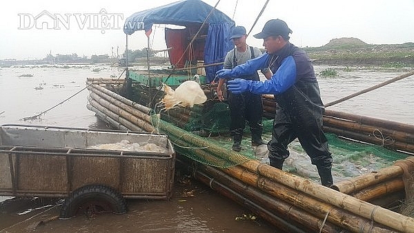 Nam Định: Săn vàng trắng nổi lập ven bờ biển, kiếm chục triệu/ngày nam dinh san vang trang noi lap ven bo bien kiem chuc trieungay