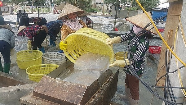 Nam Định: Săn vàng trắng nổi lập ven bờ biển, kiếm chục triệu/ngày nam dinh san vang trang noi lap ven bo bien kiem chuc trieungay