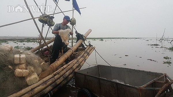 Nam Định: Săn vàng trắng nổi lập ven bờ biển, kiếm chục triệu/ngày nam dinh san vang trang noi lap ven bo bien kiem chuc trieungay