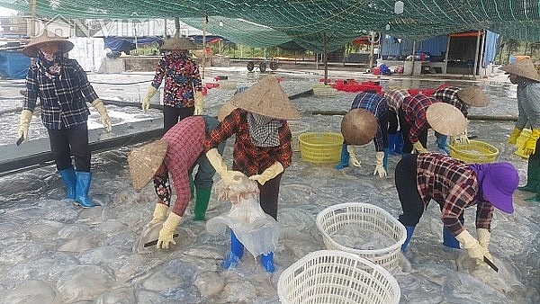 Nam Định: Săn vàng trắng nổi lập ven bờ biển, kiếm chục triệu/ngày nam dinh san vang trang noi lap ven bo bien kiem chuc trieungay