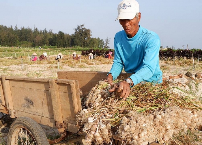 Tỏi là đặc sản trứ danh của huyện đảo nào của Việt Nam? huyen dao nao cua viet nam co dac san la toi
