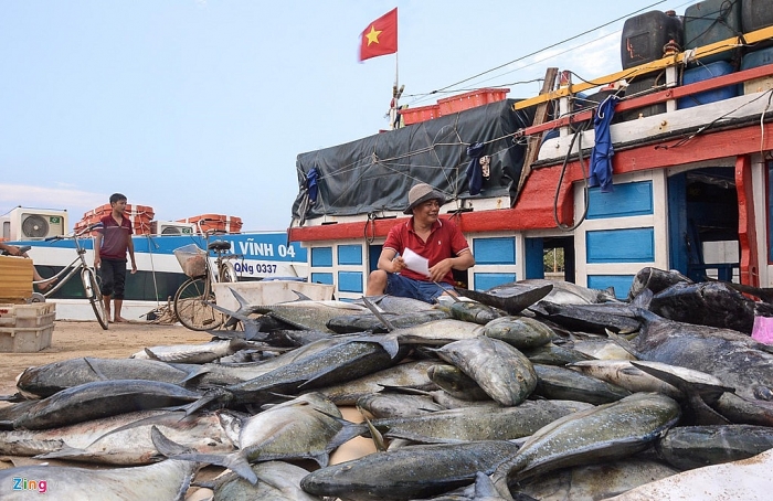 Ngư dân Lý Sơn trúng đậm mẻ cá hơn nửa tỷ đồng ở Hoàng Sa ngu dan ly son trung dam me ca hon nua ty dong o hoang sa