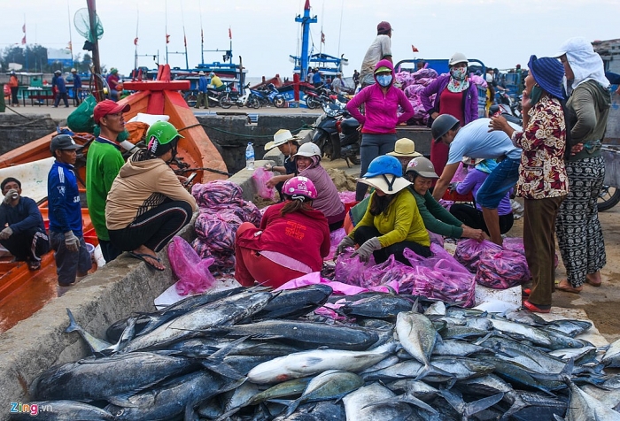Ngư dân Lý Sơn trúng đậm mẻ cá hơn nửa tỷ đồng ở Hoàng Sa ngu dan ly son trung dam me ca hon nua ty dong o hoang sa