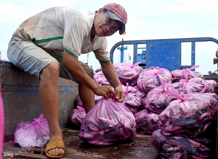 Ngư dân Lý Sơn trúng đậm mẻ cá hơn nửa tỷ đồng ở Hoàng Sa ngu dan ly son trung dam me ca hon nua ty dong o hoang sa