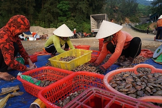 Liên tiếp trúng sò lụa, mỗi ngày bắt được 1-2 tạ có ngay chục triệu lien tiep trung so lua moi ngay bat duoc 1 2 ta co ngay chuc trieu