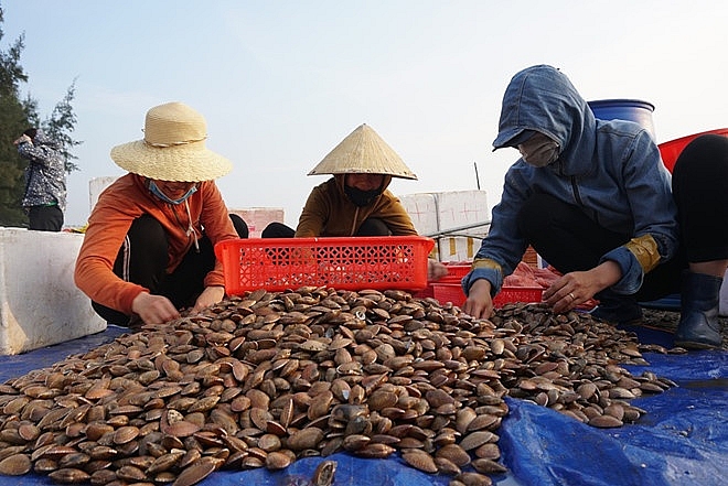 Liên tiếp trúng sò lụa, mỗi ngày bắt được 1-2 tạ có ngay chục triệu lien tiep trung so lua moi ngay bat duoc 1 2 ta co ngay chuc trieu