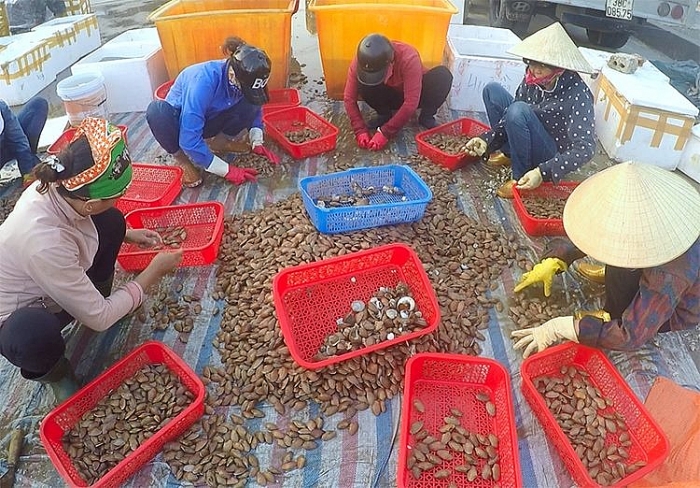 Liên tiếp trúng sò lụa, mỗi ngày bắt được 1-2 tạ có ngay chục triệu lien tiep trung so lua moi ngay bat duoc 1 2 ta co ngay chuc trieu