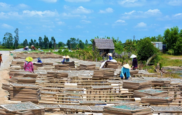 Cà Mau: Kỳ công đánh bắt, hong phơi cá bé tí bán sang Tây ca mau ky cong danh bat hong phoi ca be ti ban sang tay
