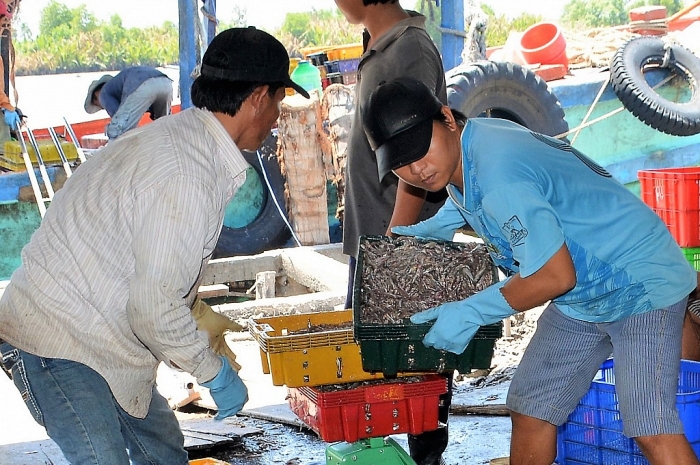 Cà Mau: Kỳ công đánh bắt, hong phơi cá bé tí bán sang Tây ca mau ky cong danh bat hong phoi ca be ti ban sang tay