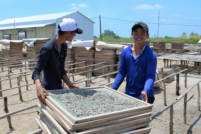 Cà Mau: Kỳ công đánh bắt, hong phơi cá bé tí bán sang Tây ca mau ky cong danh bat hong phoi ca be ti ban sang tay