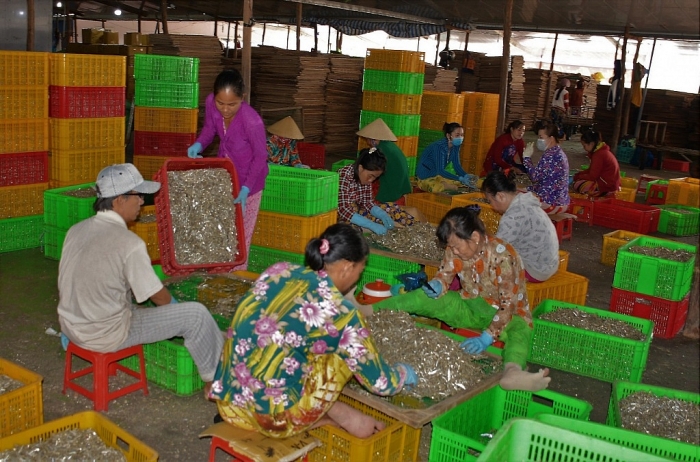 Cà Mau: Kỳ công đánh bắt, hong phơi cá bé tí bán sang Tây ca mau ky cong danh bat hong phoi ca be ti ban sang tay