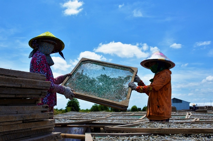 Cà Mau: Kỳ công đánh bắt, hong phơi cá bé tí bán sang Tây ca mau ky cong danh bat hong phoi ca be ti ban sang tay
