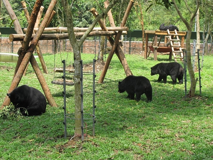 Trung tâm cứu hộ gấu lớn nhất thuộc tỉnh nào ở Việt Nam? viet nam co trung tam cuu ho gau lon nhat thuoc tinh nao
