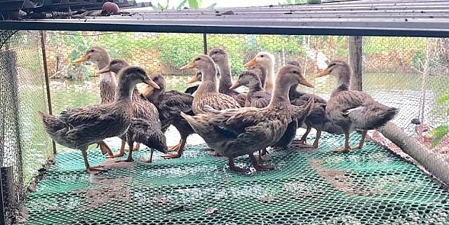 Thạc sỹ bỏ giảng đường đại học về quê "khảo cổ" vịt "tiến vua" thac sy bo giang duong dai hoc ve que khao co vit tien vua
