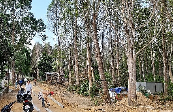 Kiên Giang: Khám phá vườn cây cho báu vật trầm hương ở Phú Quốc kien giang kham pha vuon cay cho bau vat tram huong o phu quoc