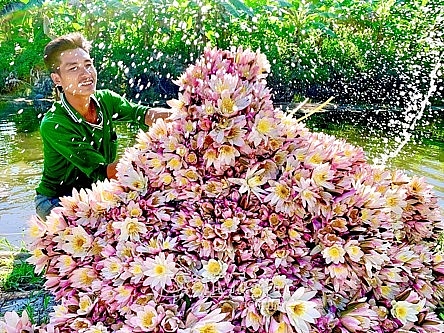 de p la lu ng hoa su ng mu a ha n nong dan u minh co thu nha p kha
