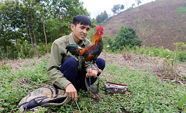 Tuyệt chiêu săn sơn kê xuyên Tây Bắc của thợ săn cực đỉnh tuyet chieu san son ke xuyen tay bac cua tho san cuc dinh