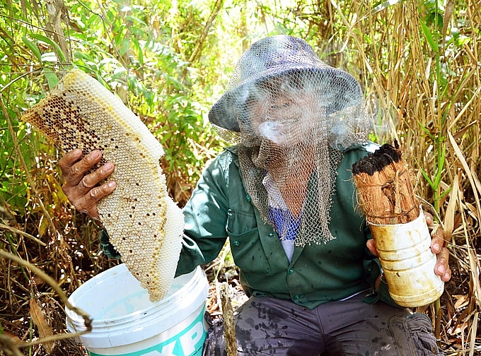 Kiên Giang: Đã mắt, phát thèm trước những tảng mật ong rừng U Minh kien giang da mat phat them truoc nhung tang mat ong rung u minh