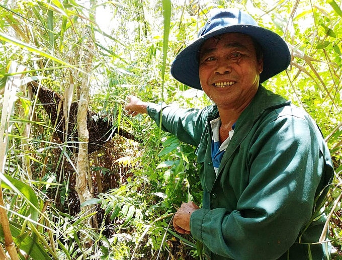 Kiên Giang: Đã mắt, phát thèm trước những tảng mật ong rừng U Minh kien giang da mat phat them truoc nhung tang mat ong rung u minh