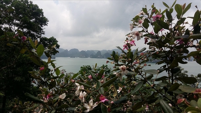 Đẹp mê hồn đảo hoa sim tím giữa vịnh Hạ Long dep me hon dao hoa sim tim giua vinh ha long