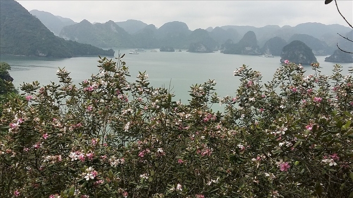 Đẹp mê hồn đảo hoa sim tím giữa vịnh Hạ Long dep me hon dao hoa sim tim giua vinh ha long