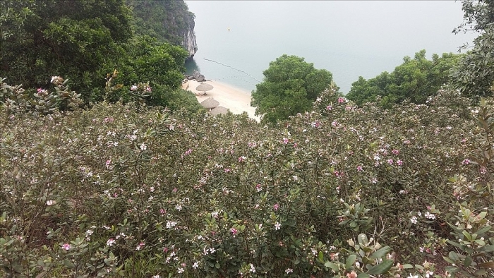 Đẹp mê hồn đảo hoa sim tím giữa vịnh Hạ Long dep me hon dao hoa sim tim giua vinh ha long