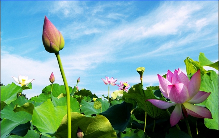 Sen được coi là "đặc sản" của tỉnh nào? tinh nao co bieu tuong la sen va seu