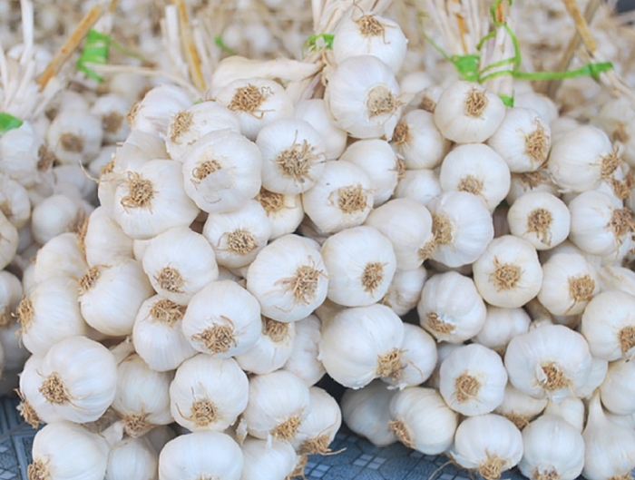 Huyện đảo nào được mệnh danh là “vua của các loài tỏi”? huyen dao nao duoc menh danh la vua cua cac loai toi