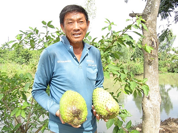 Tỷ phú đêm đi thụ phấn mãng cầu xiêm, bán hơn 200 tấn trái/năm ty phu dem di thu phan mang cau xiem ban hon 200 tan trainam