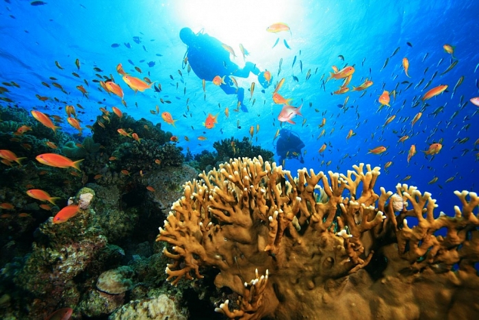 con dao diem den tuyet voi dac san nhat dinh phai thu