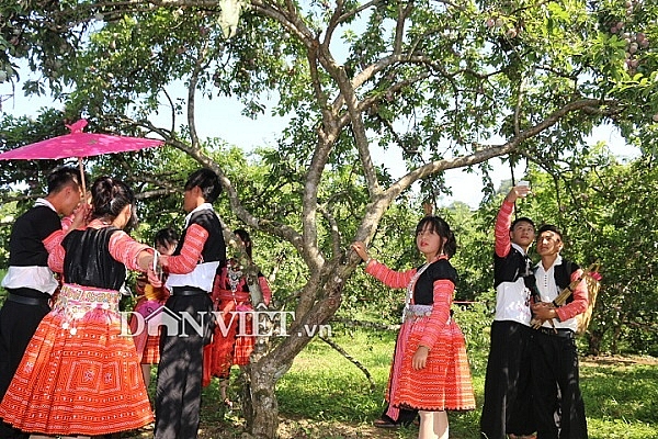 Rực rỡ sắc màu tại "Ngày hội hái quả 2019" ở Mộc Châu ruc ro sac mau tai ngay hoi hai qua 2019 o moc chau