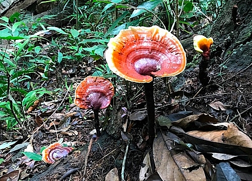 Săn loài nấm quý hơn nhân sâm, phơi khô bán giá cao gấp 3 lần san loai nam quy hon nhan sam phoi kho ban gia cao gap 3 lan