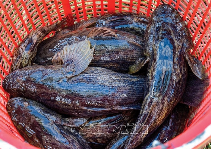 Kiên trì nuôi loài cá bống "khủng", cứ bán 1 con thu nửa triệu bạc kien tri nuoi loai ca bong khung cu ban 1 con thu nua trieu bac