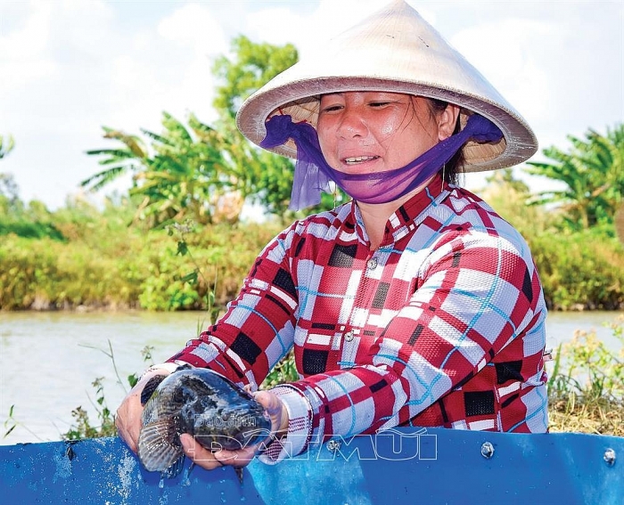 Kiên trì nuôi loài cá bống "khủng", cứ bán 1 con thu nửa triệu bạc kien tri nuoi loai ca bong khung cu ban 1 con thu nua trieu bac
