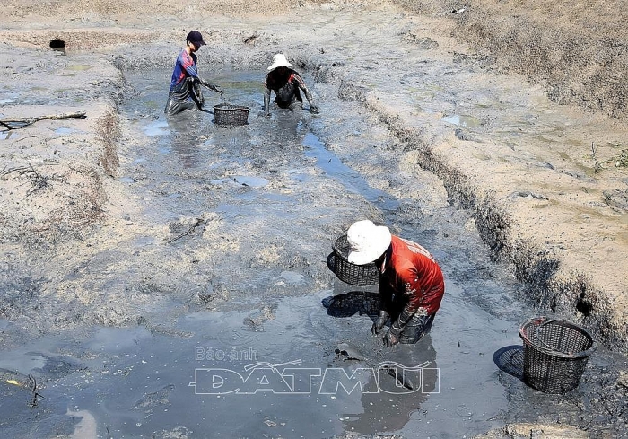 Kiên trì nuôi loài cá bống "khủng", cứ bán 1 con thu nửa triệu bạc kien tri nuoi loai ca bong khung cu ban 1 con thu nua trieu bac