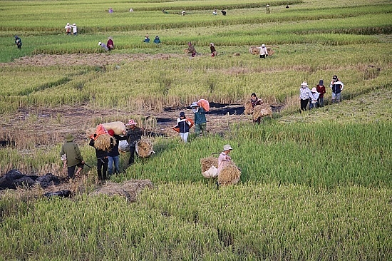 Chùm ảnh: Mùa "ngọc trời" trên "tứ đại cánh đồng" lớn nhất Tây Bắc chum anh mua ngoc troi tren tu dai canh dong lon nhat tay bac