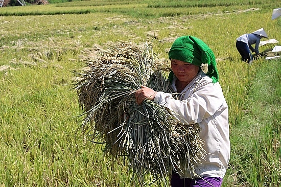 Chùm ảnh: Mùa "ngọc trời" trên "tứ đại cánh đồng" lớn nhất Tây Bắc chum anh mua ngoc troi tren tu dai canh dong lon nhat tay bac